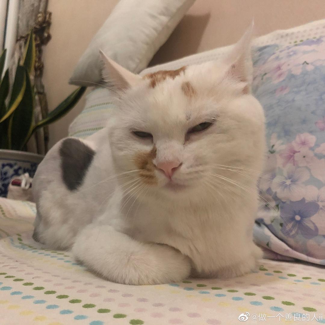 66姐