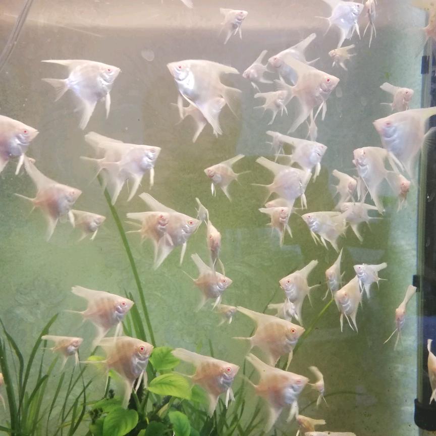 五星哥🇨🇳🇨🇳🇨🇳