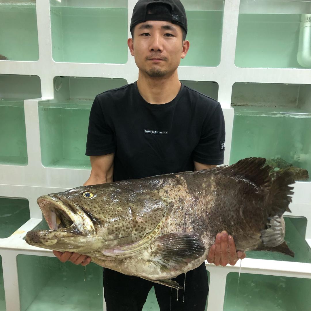 霞渔南岐大黄鱼@抖音