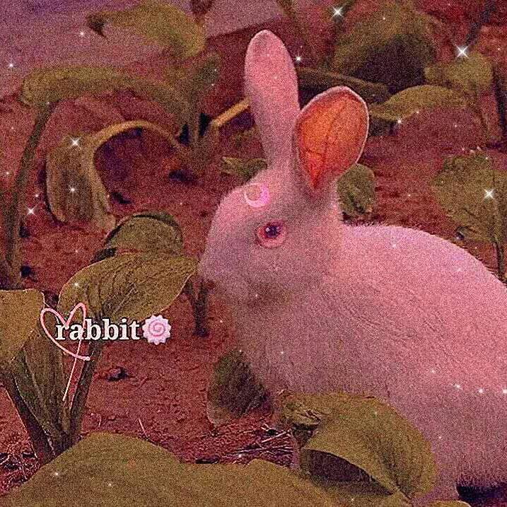谭金美