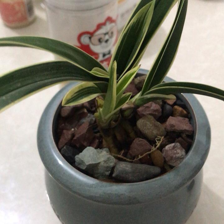 贵林