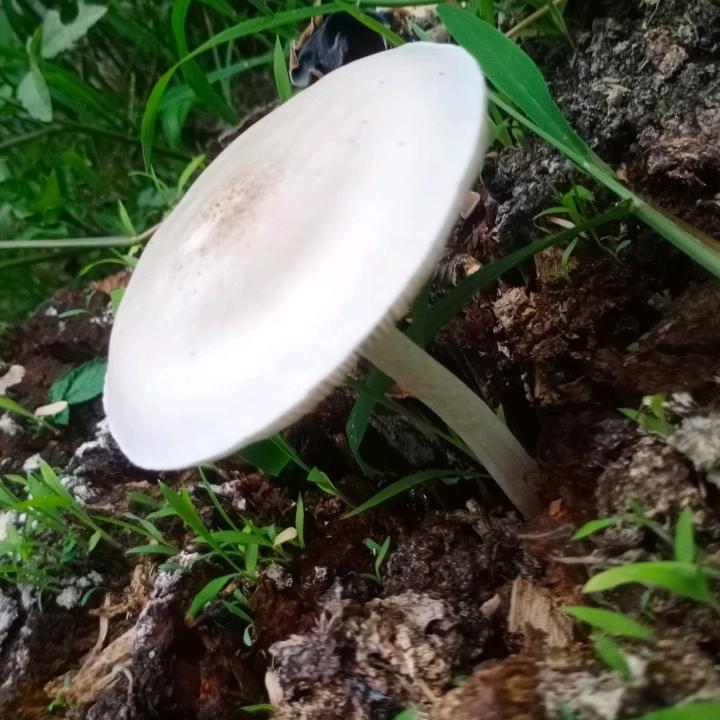 吴传林
