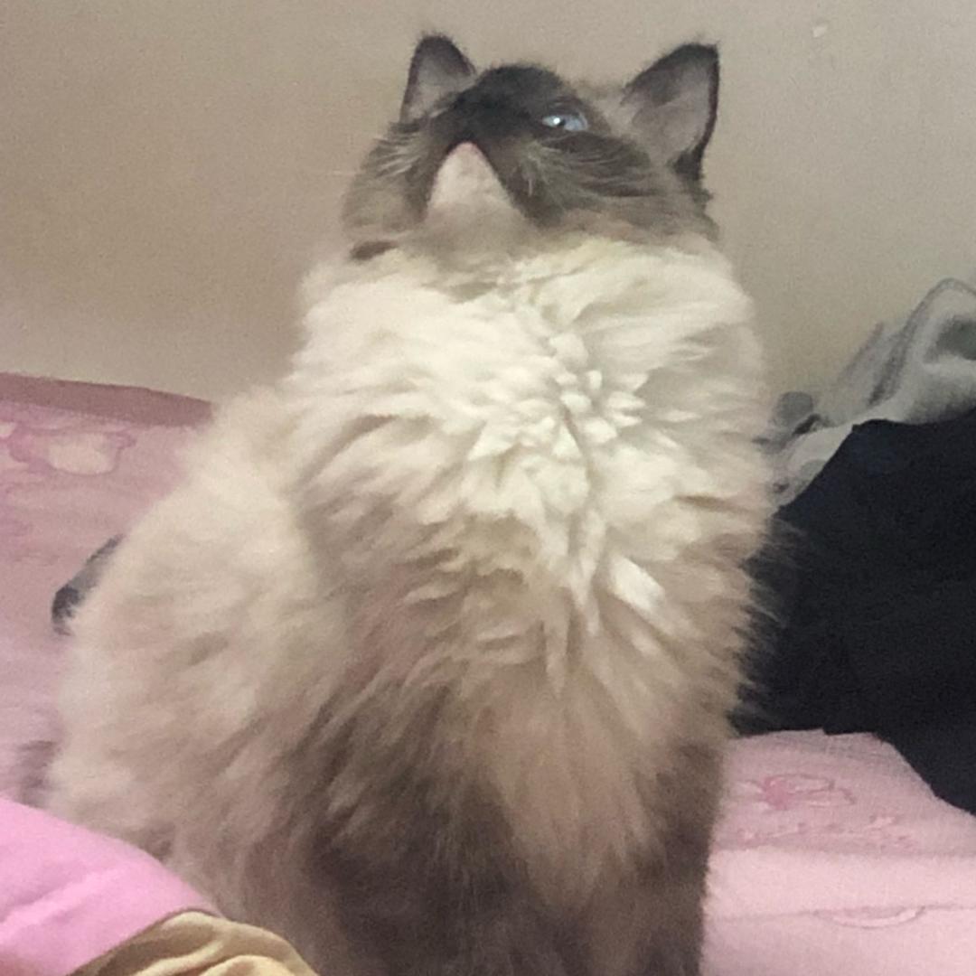 似雾海藏了风