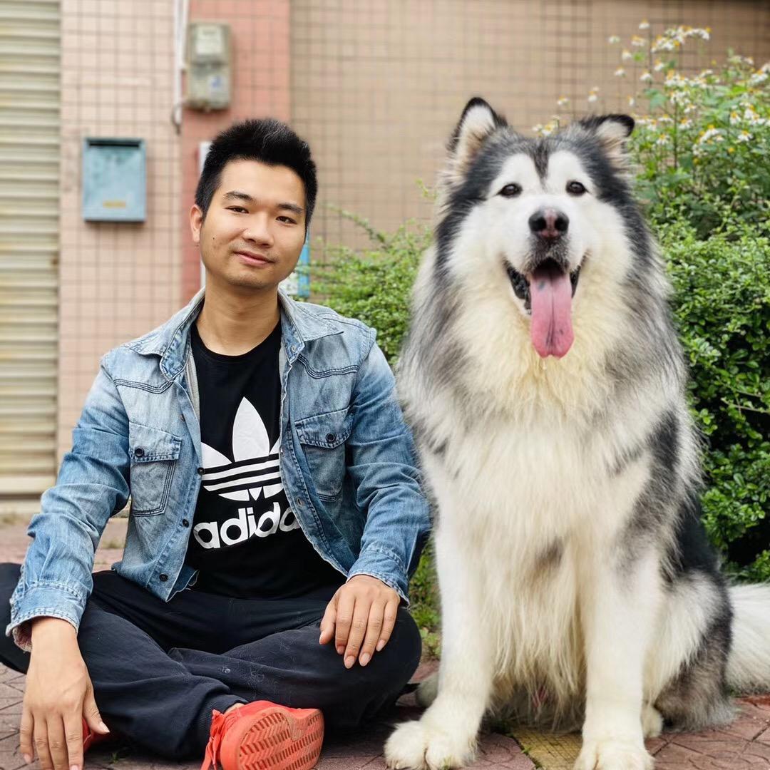 江门-D调训犬.龙哥