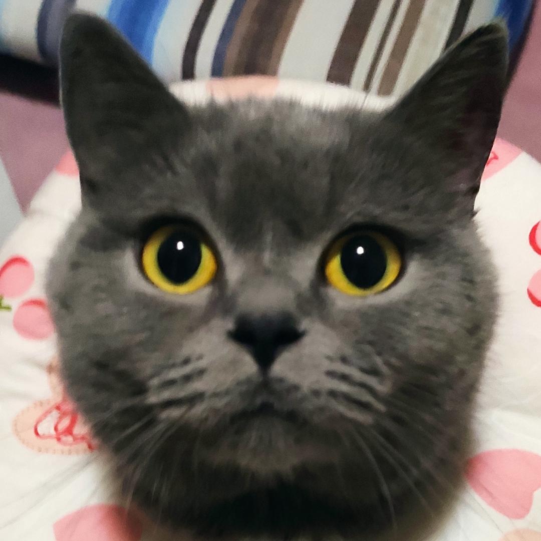 废物点心