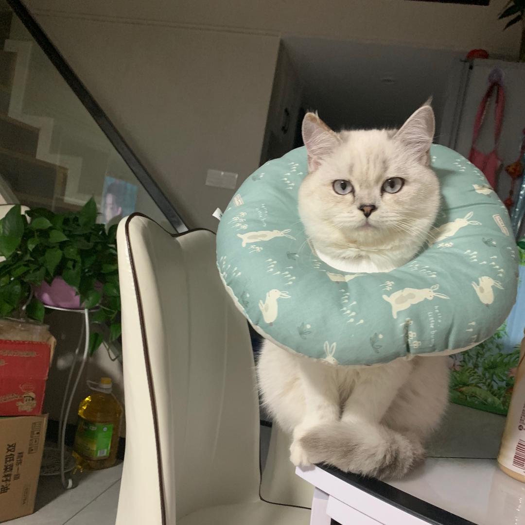 小哆啦