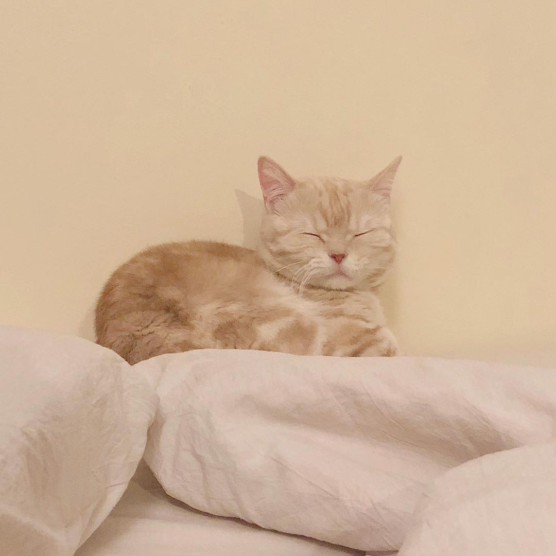 橘猫沙梨Sally