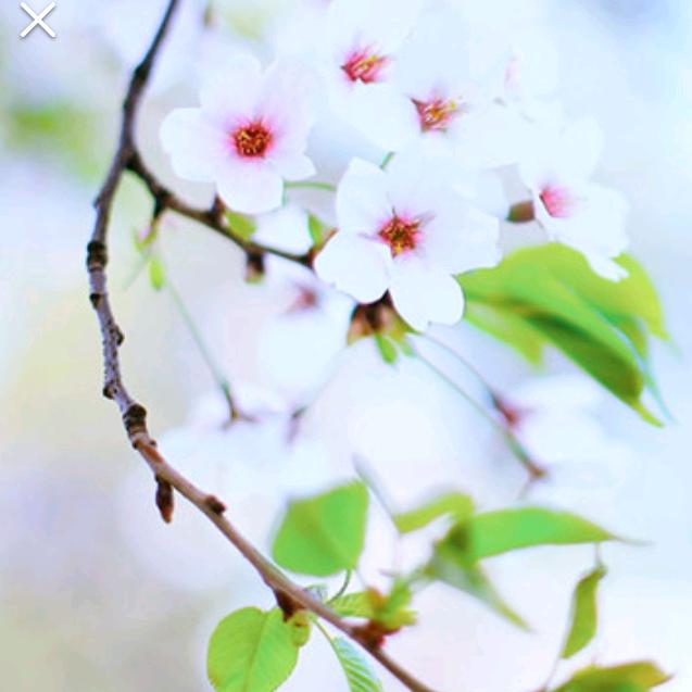 梦幻♪(′ε′‧̣̥̇)彩光