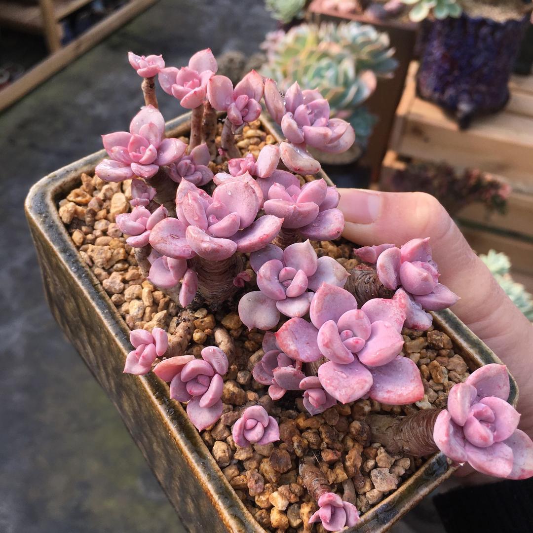 浦南花卉多肉