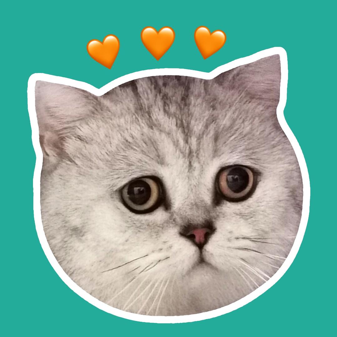 囧囧是只猫@抖音