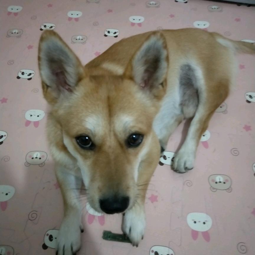 东方一颗绝顶好白菜