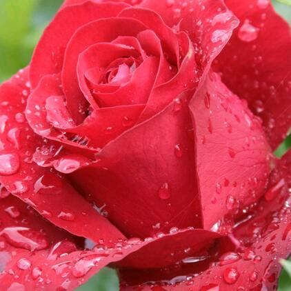 六丫头油条岁月无声