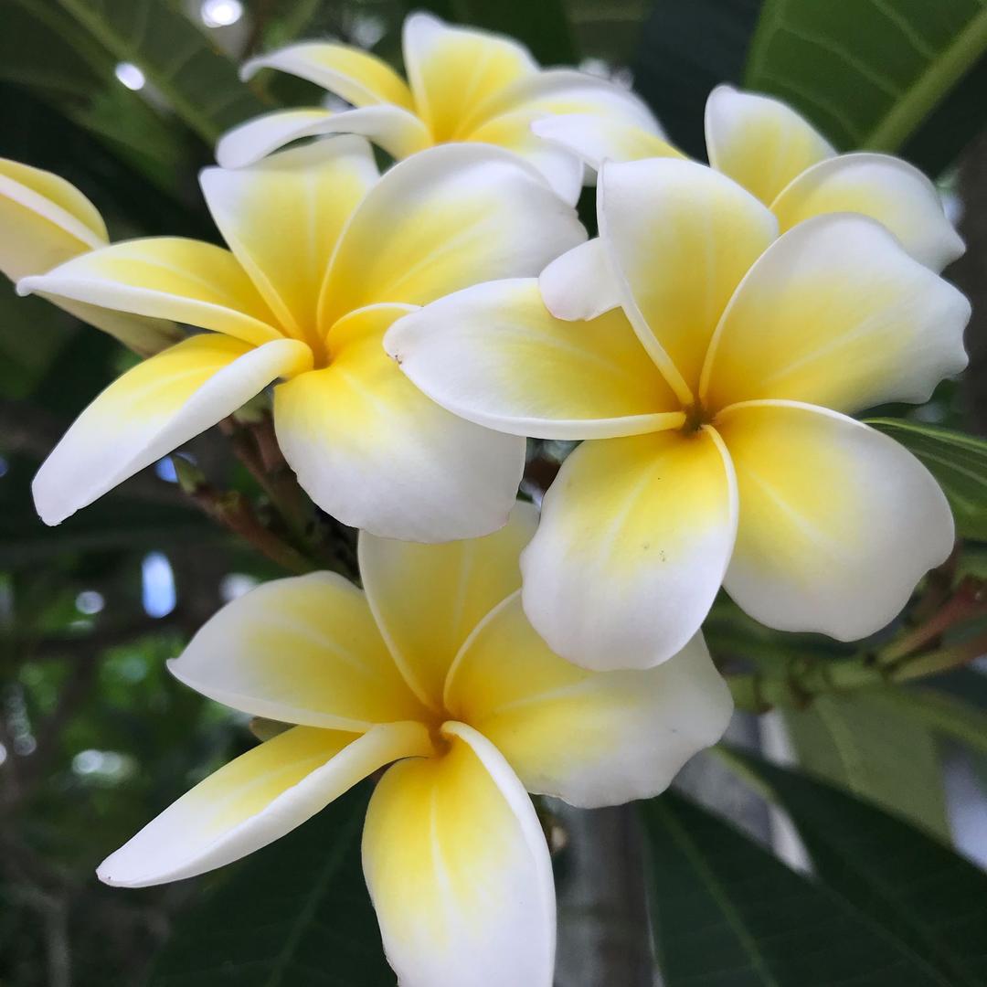 战胜那头倔强老牛