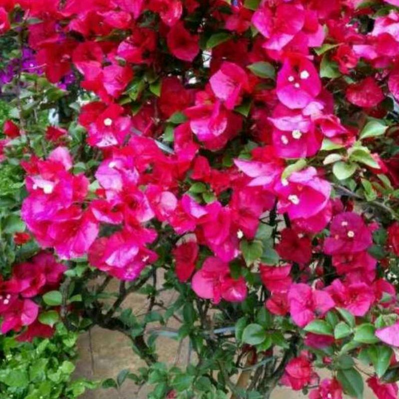 安之🌸若素.