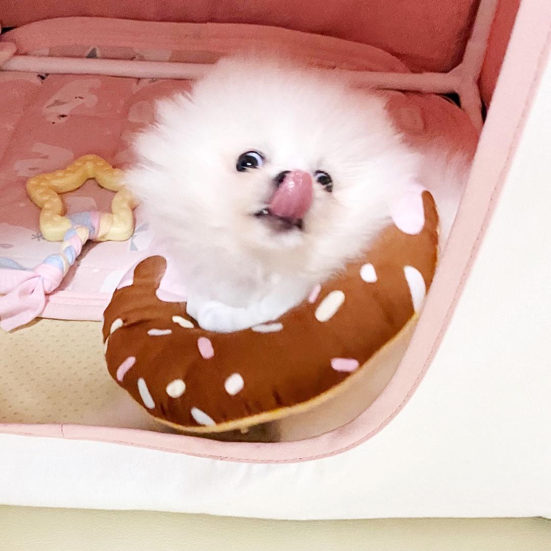 神犬泡芙