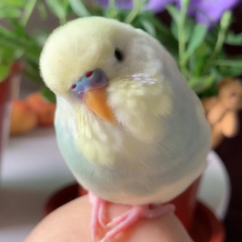 鹦舞姐姐
