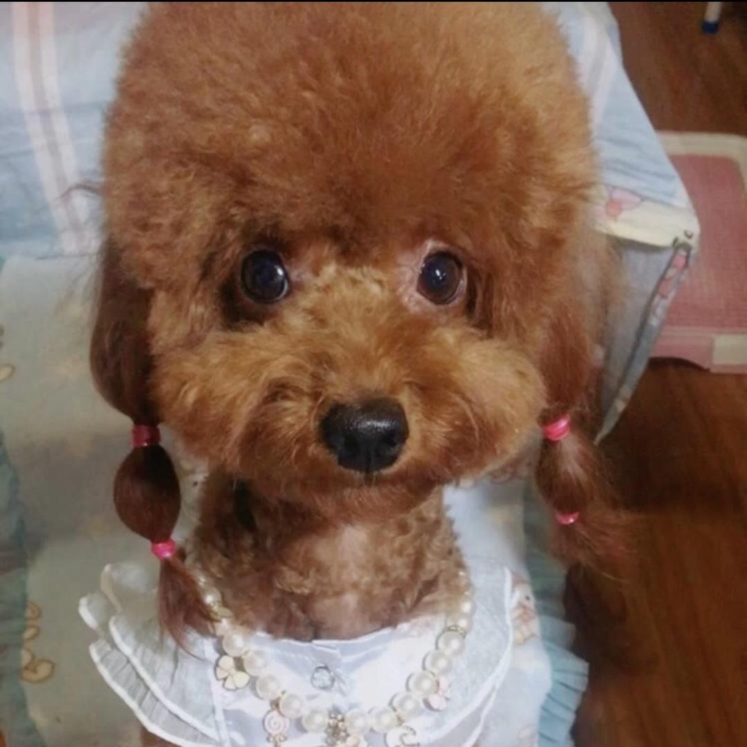 泰迪🐻小宝
