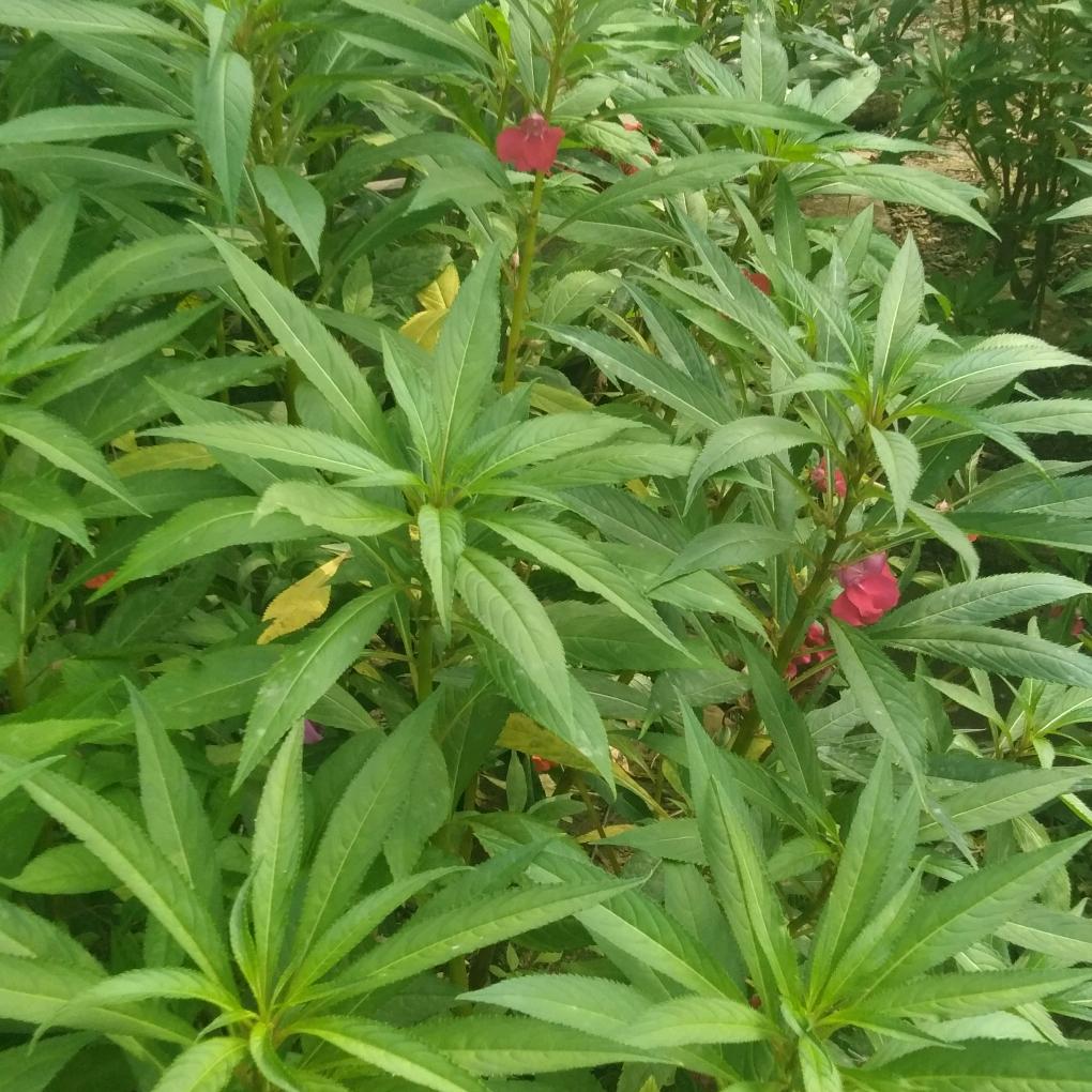 (和平精英)无邪牛