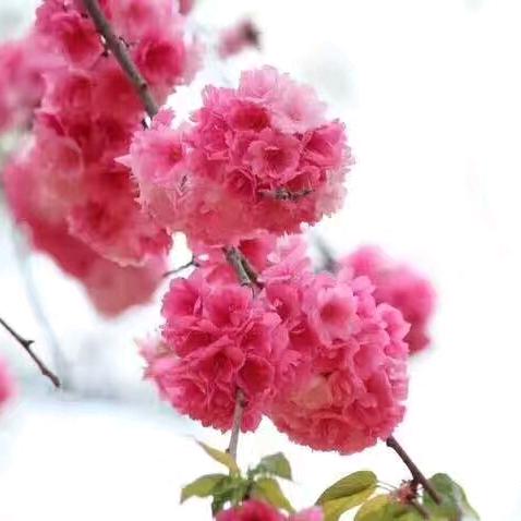 凌心细雨