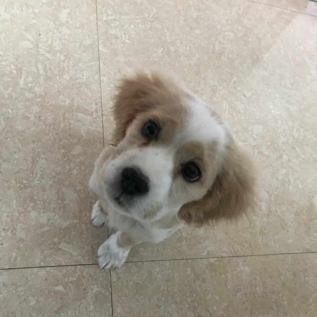 小鸡蛋-