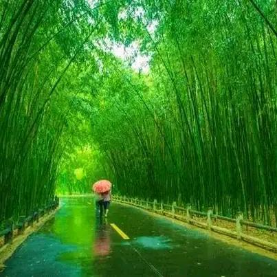 竹林听雨，落雪听禅