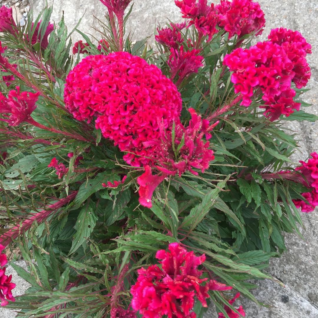 九月菊花
