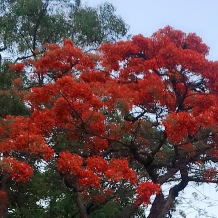 宁静的花海