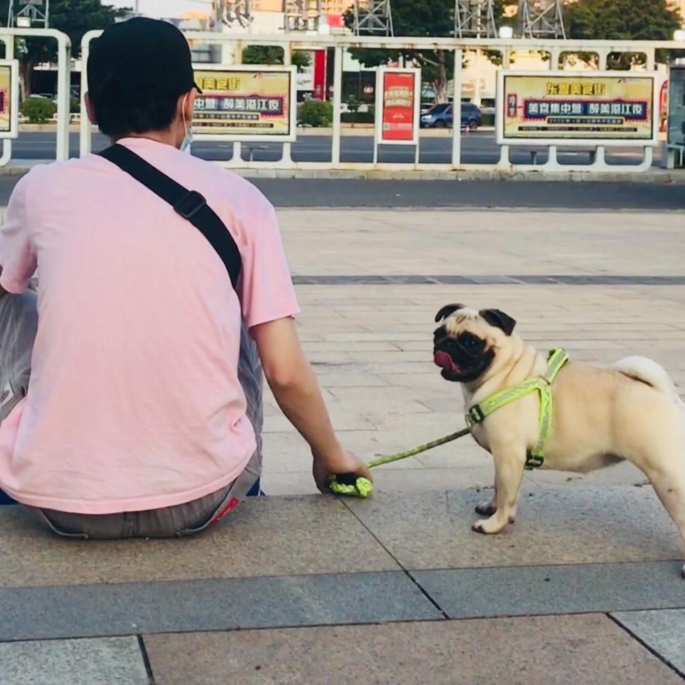 忠犬巴哥的一条使命