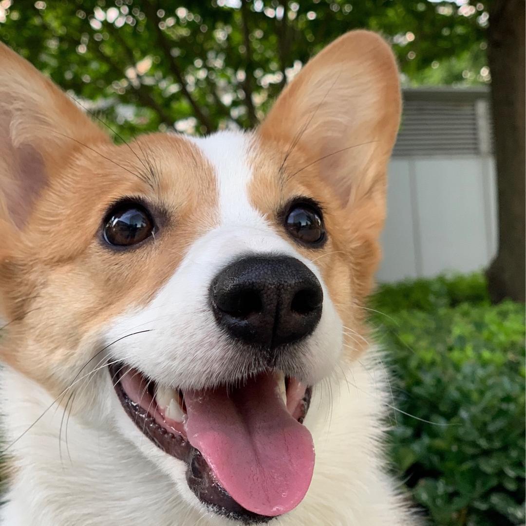 来一杯芬达奶盖加薯条🍟