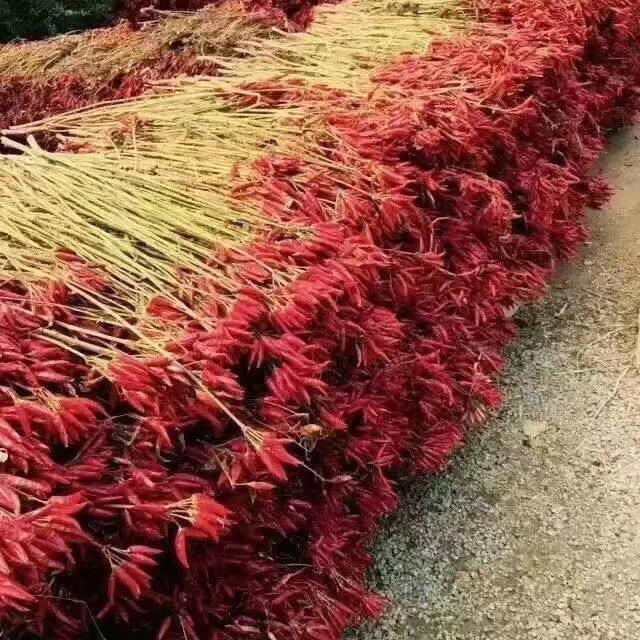 辣得魅力