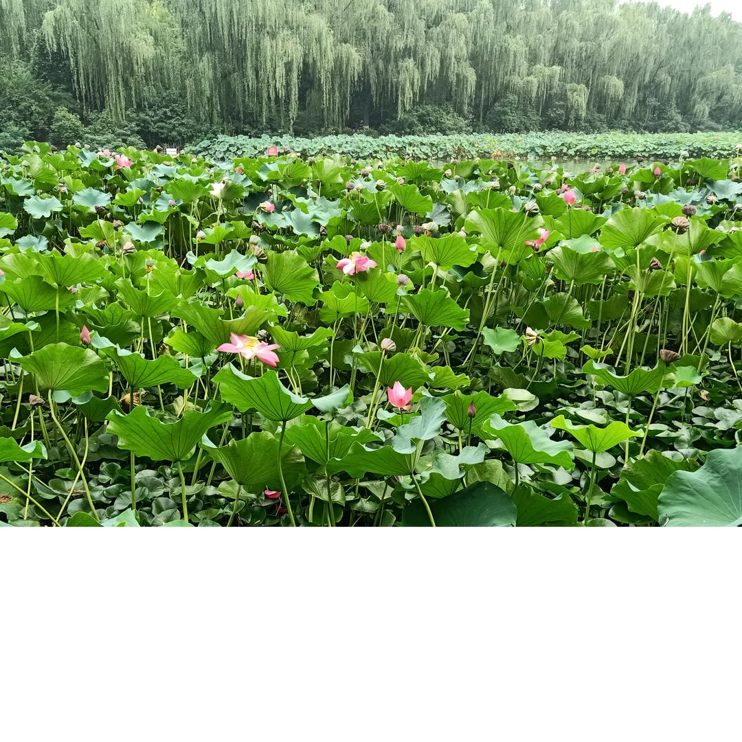 四海为家