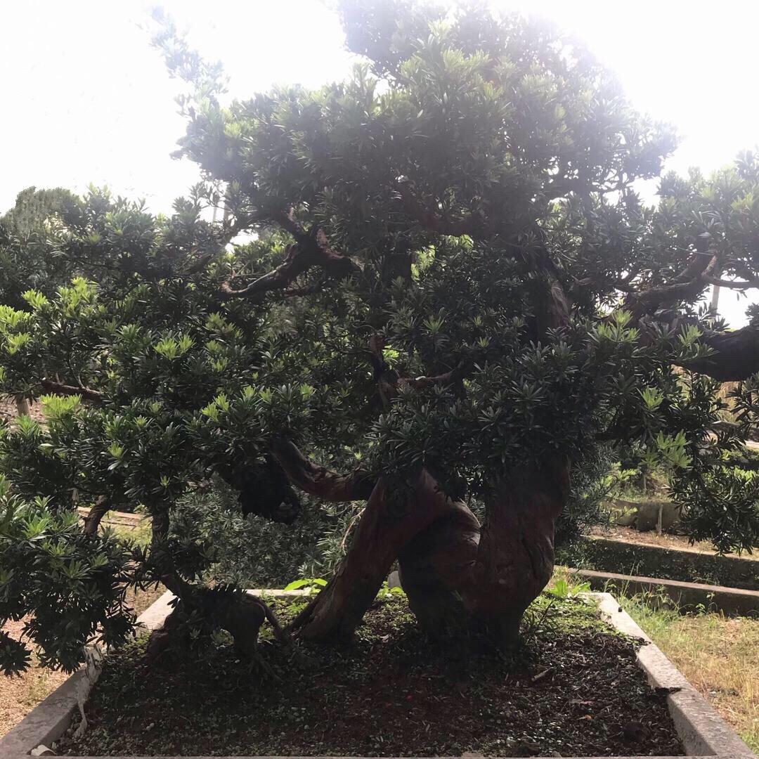 凯旋而归