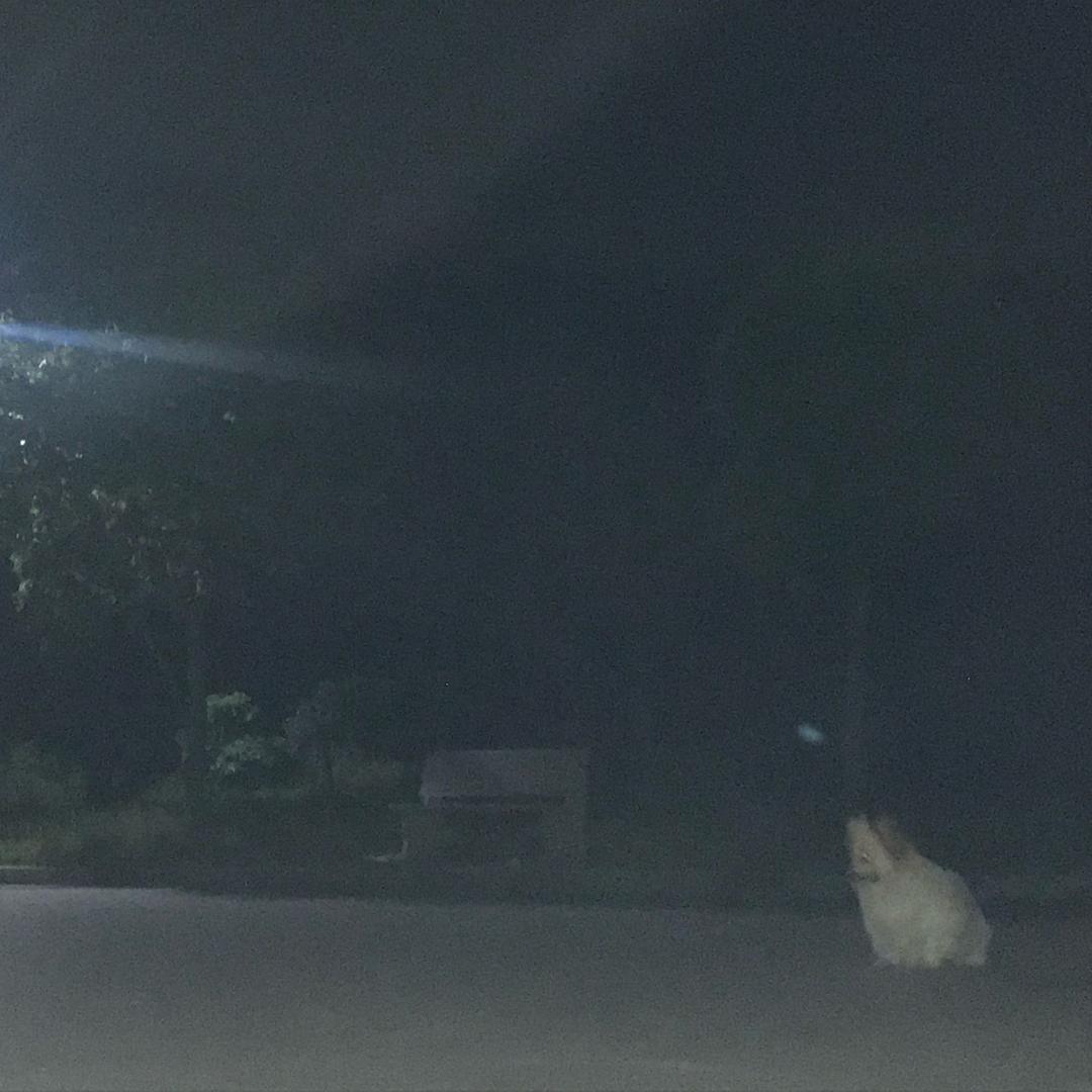 小皇上