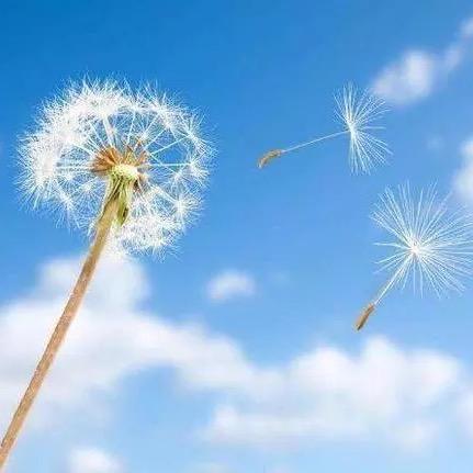 蒲公英