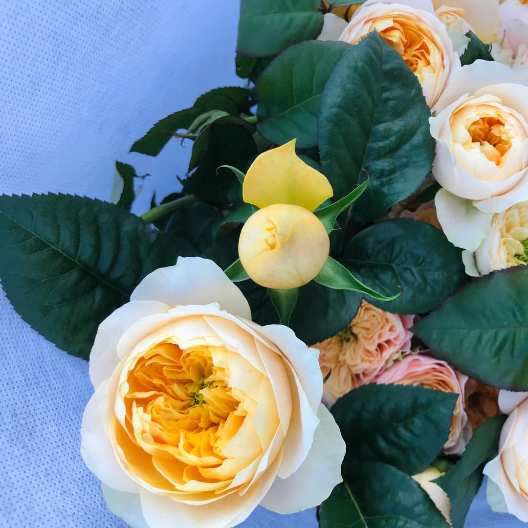 斗南美朵鲜花批发