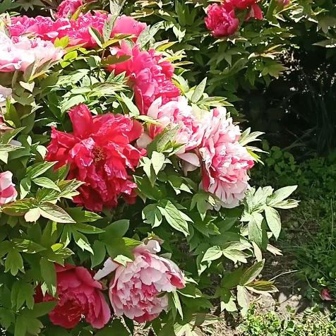 用户3072445520277丑哥哥