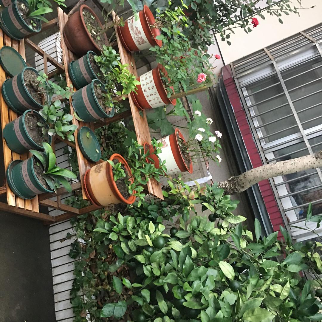 李惠芬