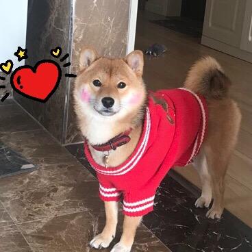 柴犬米亚