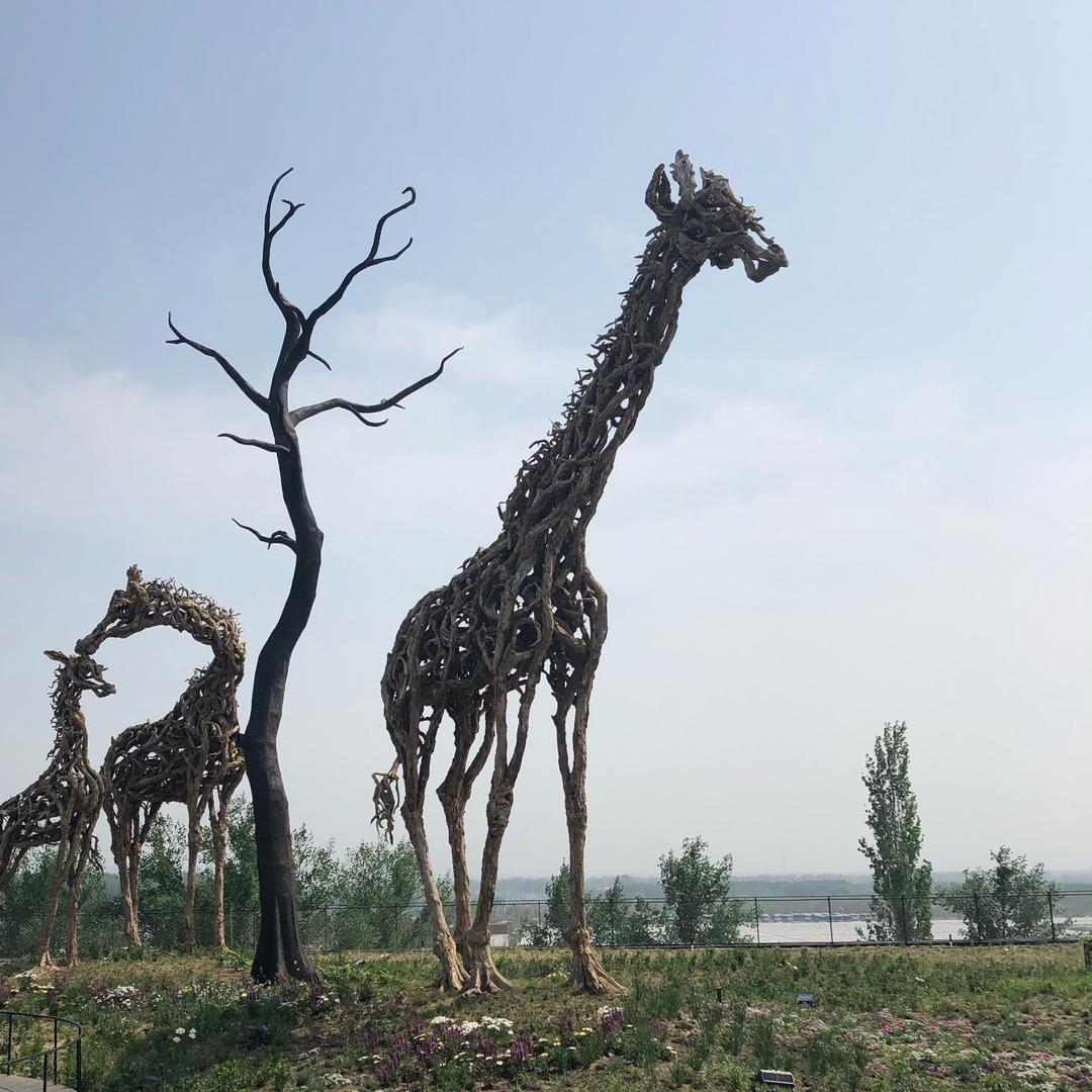 高大的长颈鹿🦒