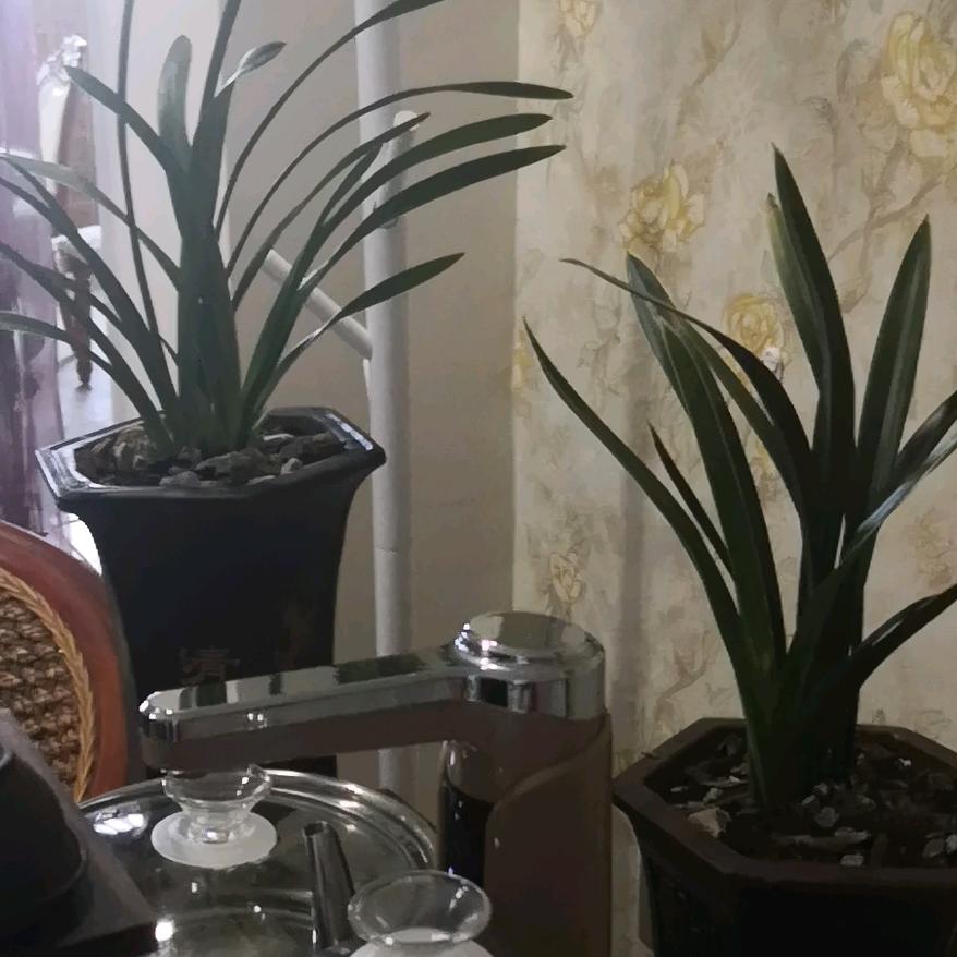 我是战狼