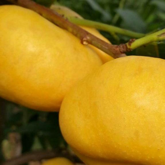 郑州果树研究所葛～～