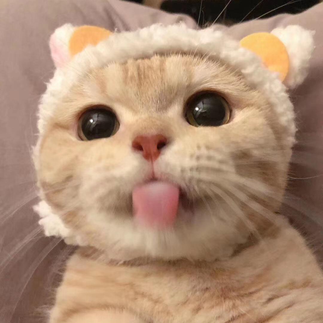 卖炸鸡的猫咪