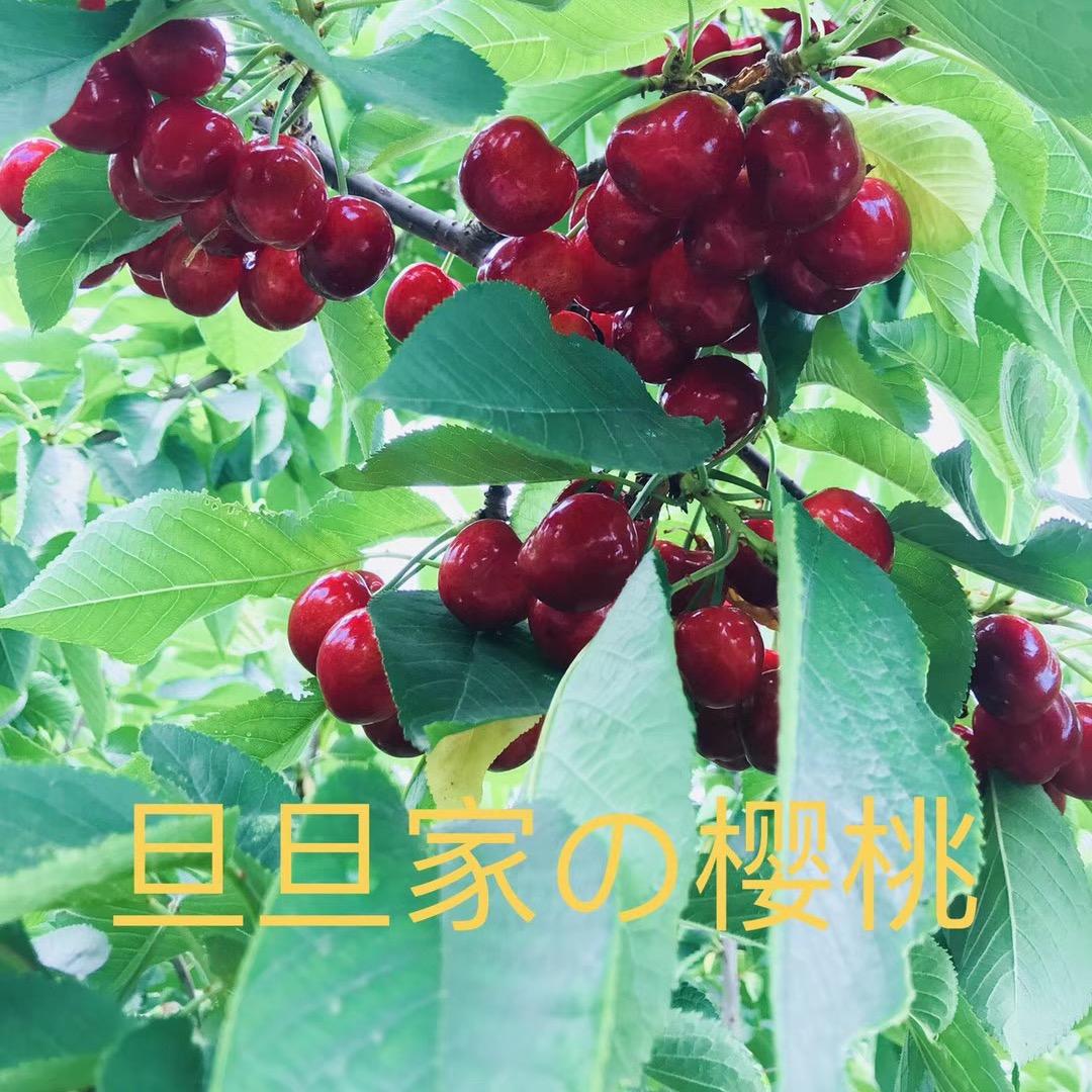 大丹🍒