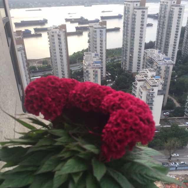 任姐