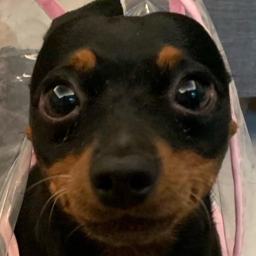 白鼠公主🐁