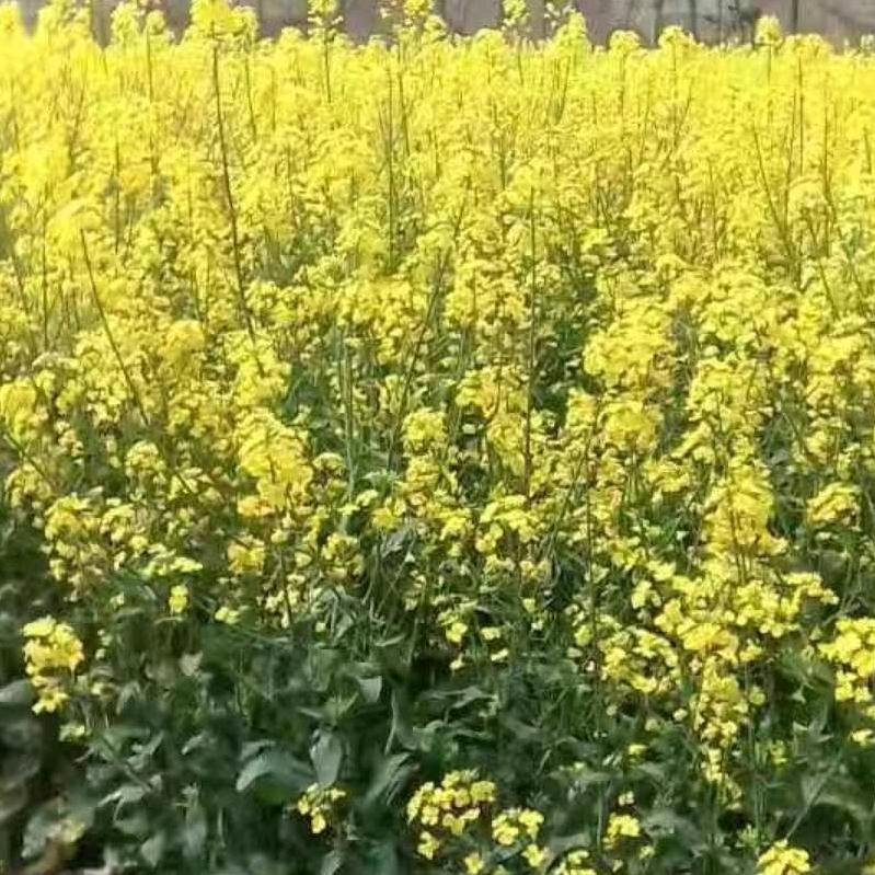 油菜花