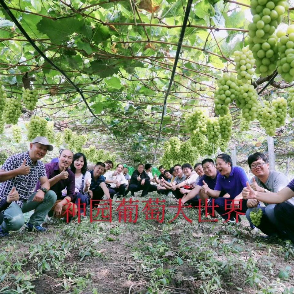 神园葡萄隔壁老王