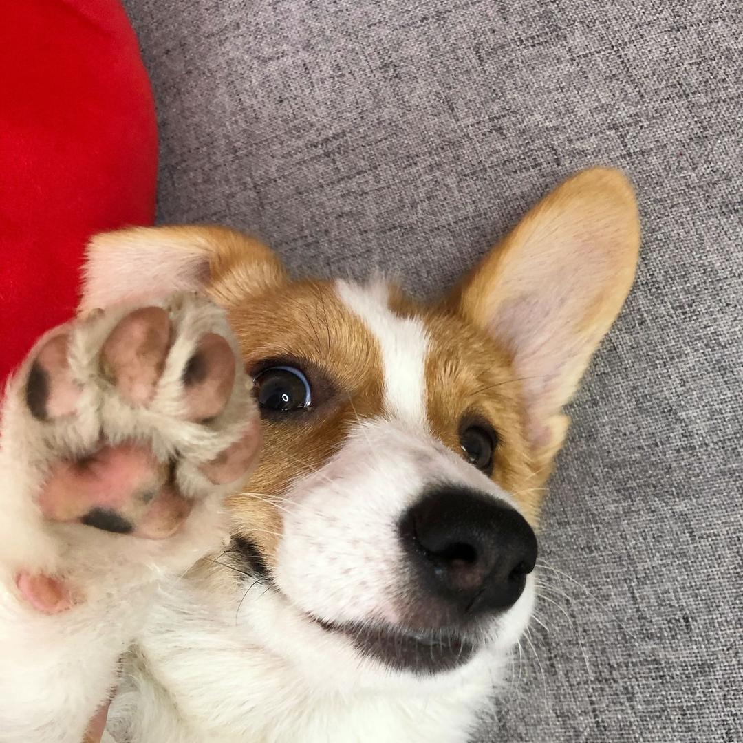 茶茶小短腿🐶