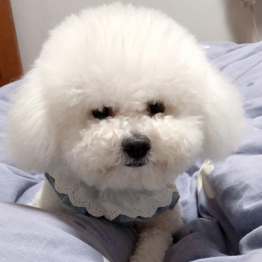 毛孩们麻麻