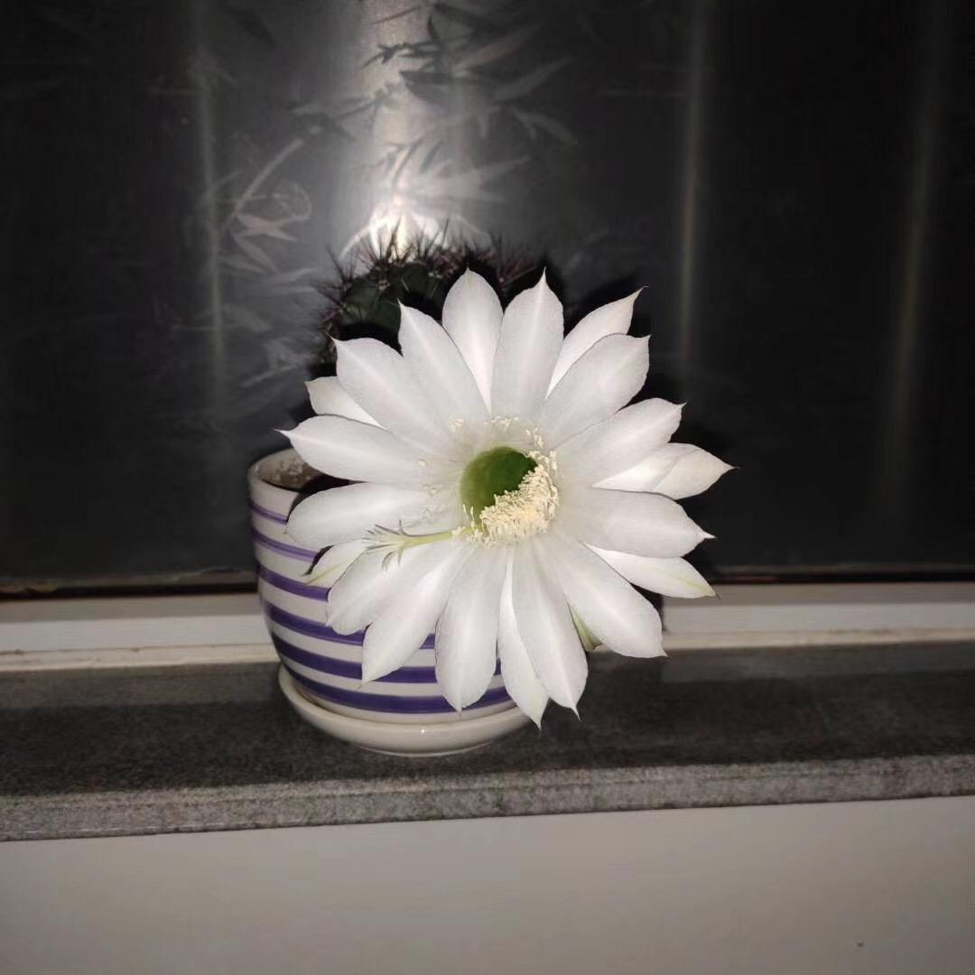 老檀铁粉